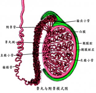 男性久坐当心精索静脉曲张来袭